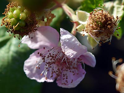 close up of blackberry blossom with unsharp mask applied